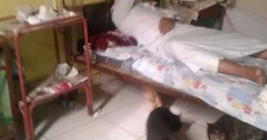واتس آب اليوم السابع : انتشار القطط أسفل أسرّة مستشفى السنطة بالغربية  اليوم السابع